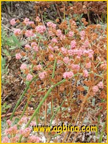    ( Eriogonum grande var. rubescens) 