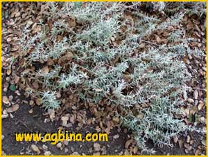   ( Eriogonum latifolium )