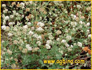   ( Eriogonum parvifolium )