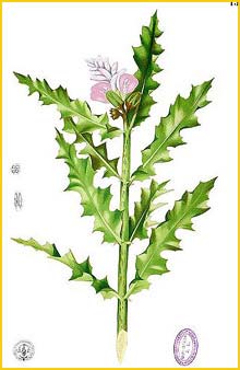   ( Acanthus ilicifolius ) Flora de Filipinas 1880-1883 by Francisco Manuel Blanco  