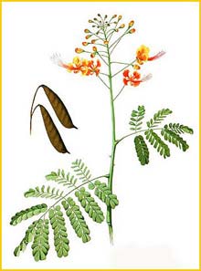   ( Caesalpinia pulcherrima ) Flora de Filipinas 1880-1883 by Francisco Manuel Blanco 