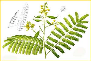   ( Caesalpinia sappan ) Flora de Filipinas 1880-1883 by Francisco Manuel Blanco  