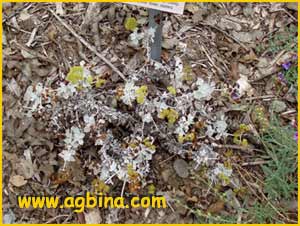   ( Eriogonum crocatum )