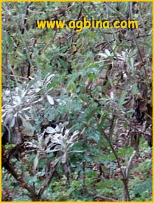   .  ( Eriogonum giganteum var. formosum ) 