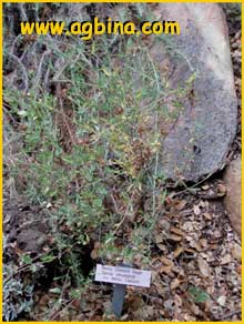    ( Salvia clevelandii )