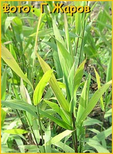    ( Uniola latifolia )