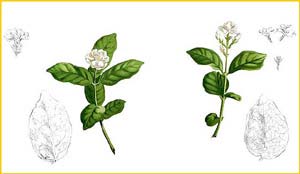   ( Jasminum sambac ) Flora de Filipinas 1880-1883 by Francisco Manuel Blanco 