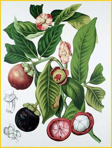  /   ( Garcinia mangostana / Mangostana garcinia ) Fleurs, Fruits et Feuillages Choisis de l'Ile de Java 1863 B. H. van Nooten