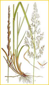   ( Calamagrostis neglecta ) Bilder ur Nordens Flora (1901-1905) by Carl Lindman